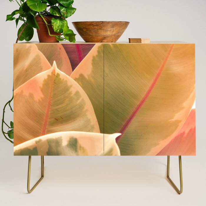 Beautiful Leaves II  botanical rubber plant leaf photograph Credenza Gallery Image 1
