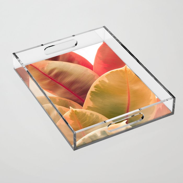 Beautiful Leaves II  botanical rubber plant leaf photograph Acrylic Tray Gallery Image 1