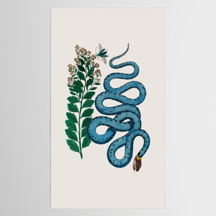 Albertus Seba Snakes Blue Snake  Tablecloth Gallery Image 2