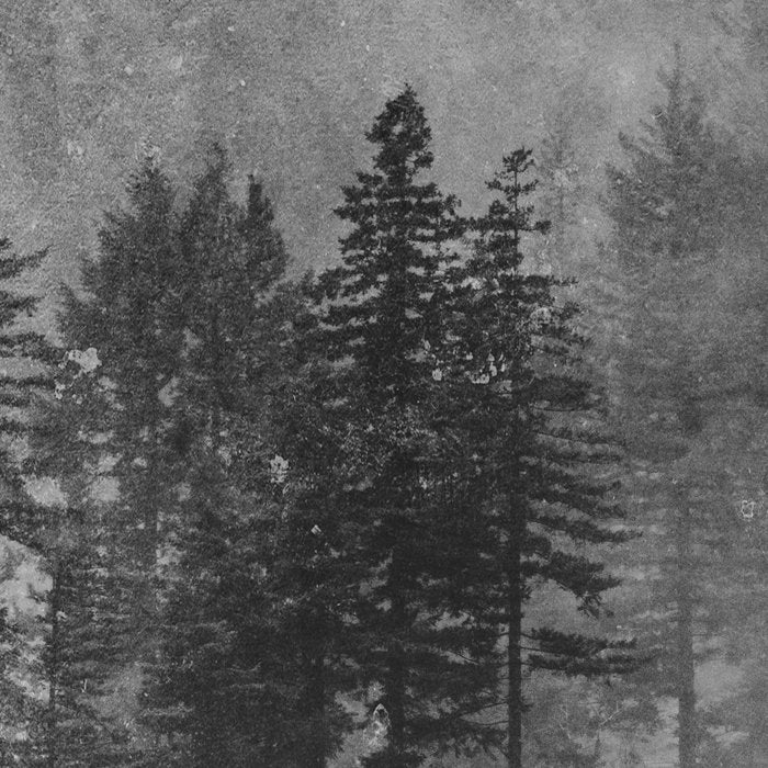 Pacific Northwest Forest Adventure - Nature Photography Coffee Mug Gallery Image 2