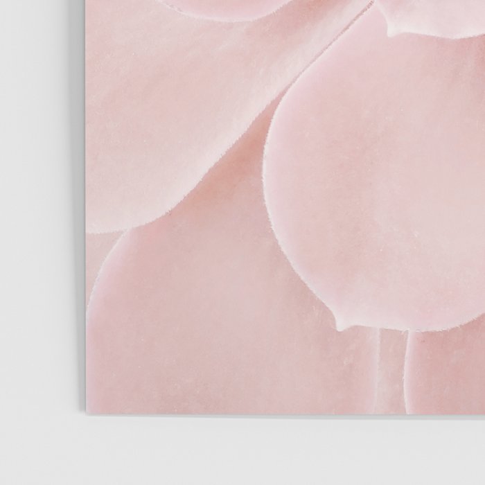 Blush Succulent Poster Gallery Image 3
