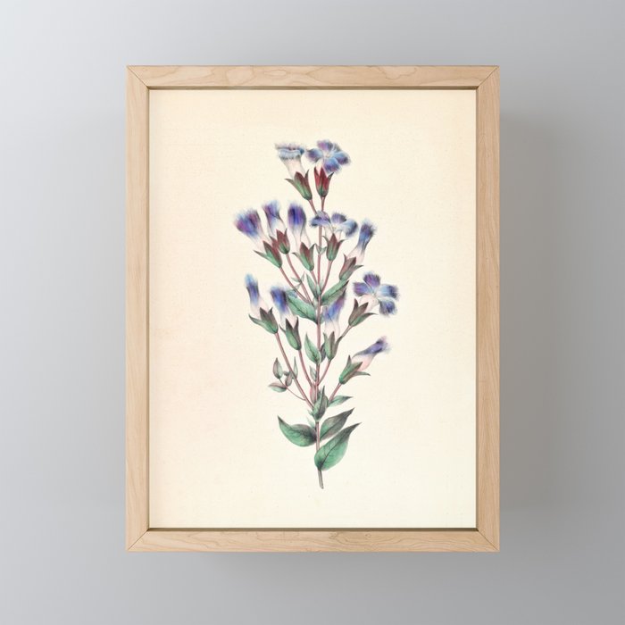  Fringed gentian by Clarissa Munger Badger, 1859 (benefitting The Nature Conservancy) Mini Art Print Gallery Image 1