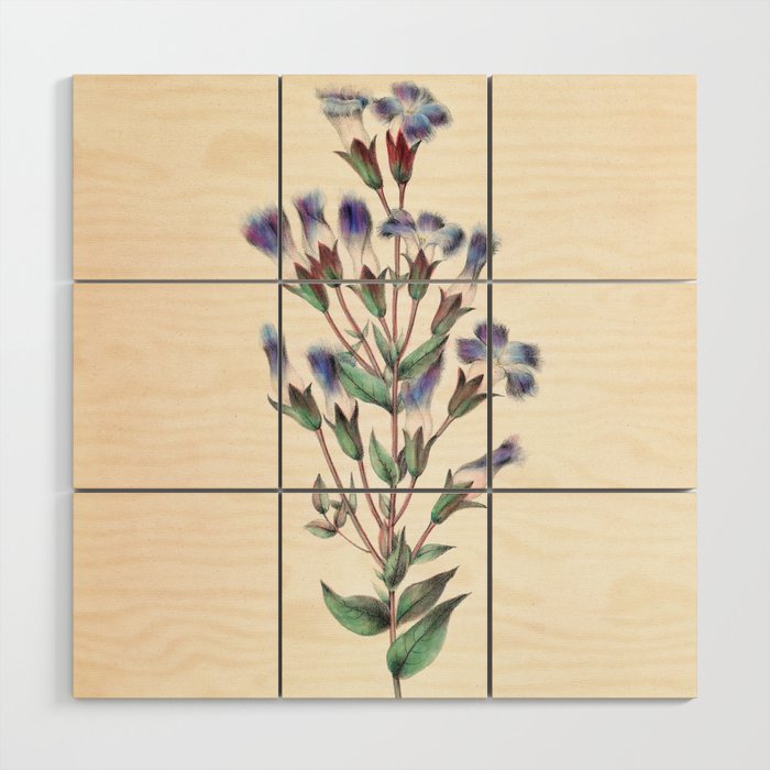  Fringed gentian by Clarissa Munger Badger, 1859 (benefitting The Nature Conservancy) Wood Wall Art Gallery Image 1