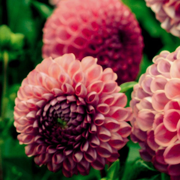 Let Yourself Bloom - Modern Botanical Photograph Coffee Mug Gallery Image 2