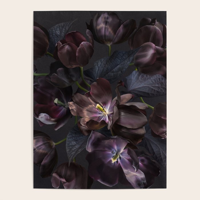 Black tulips on dark background Poster Gallery Image 4