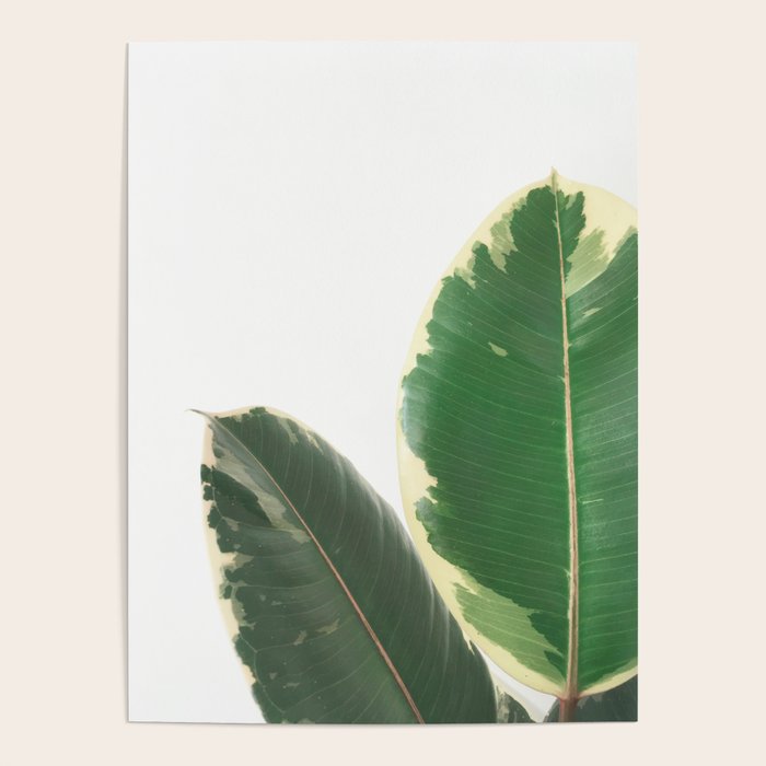 Leaf Study Poster Gallery Image 4