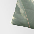 Leaf Study Pillow Sham Gallery Image 4