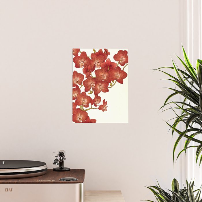 Red Orchids Poster Gallery Image 2