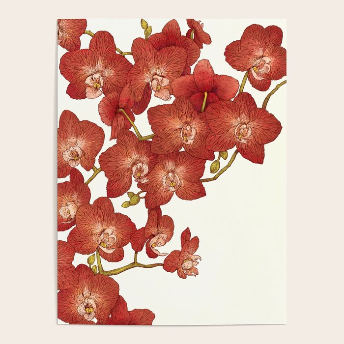 Red Orchids Poster Gallery Image 4
