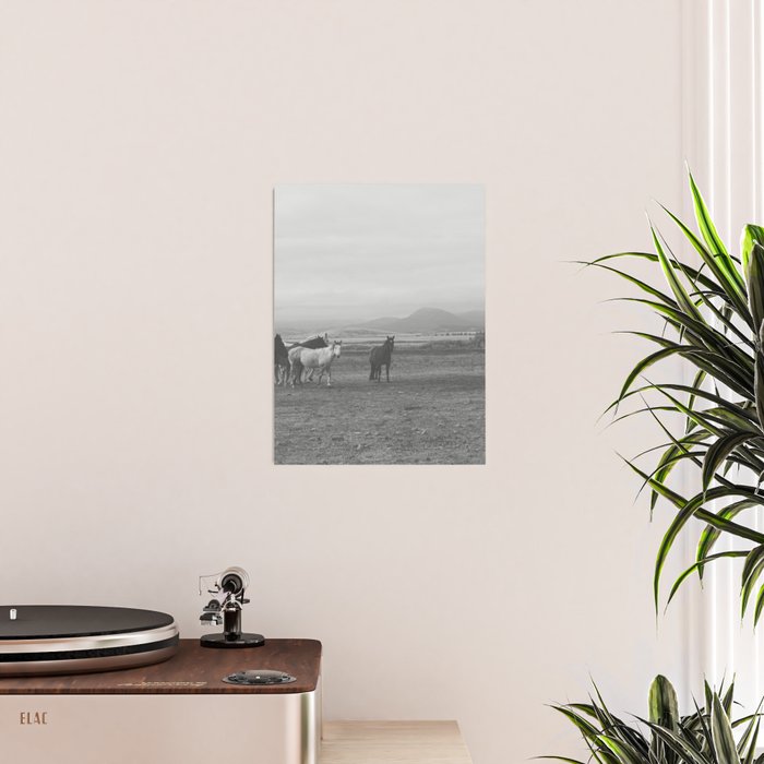 Montana Wild Horses Photography Poster Gallery Image 2