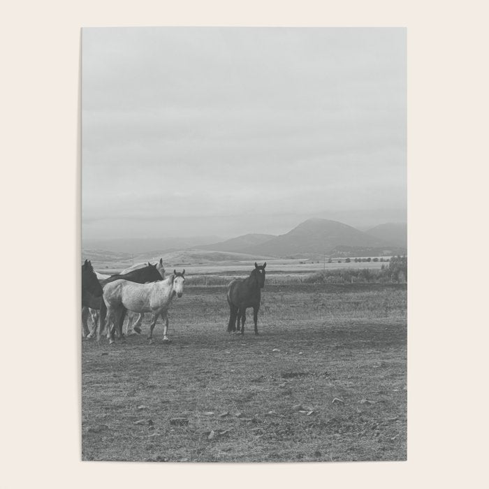 Montana Wild Horses Photography Poster Gallery Image 1