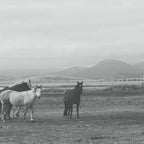 Montana Wild Horses Photography Coffee Mug Gallery Image 2
