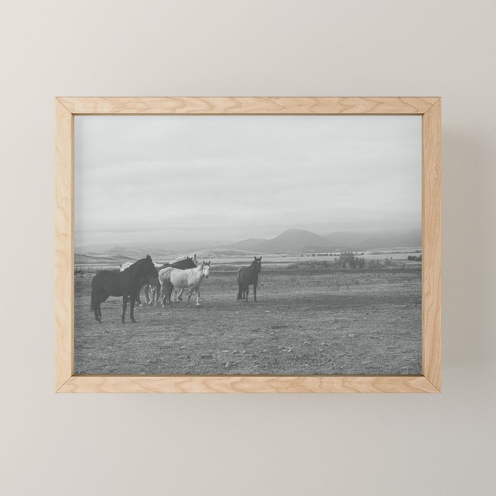 Montana Wild Horses Photography Mini Art Print Gallery Image 1