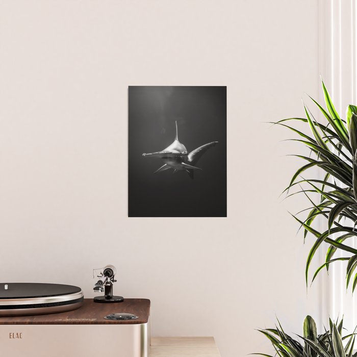 Hammerhead Shark (Black and White) Poster Gallery Image 2