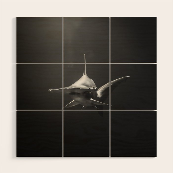Hammerhead Shark (Black and White) Wood Wall Art Gallery Image 1