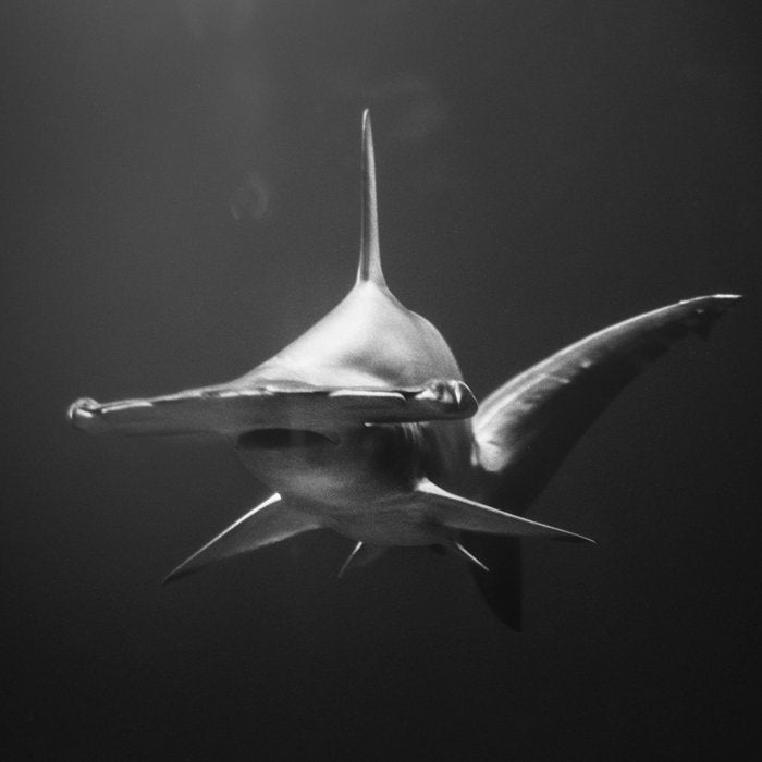 Hammerhead Shark (Black and White) Coffee Mug Gallery Image 2