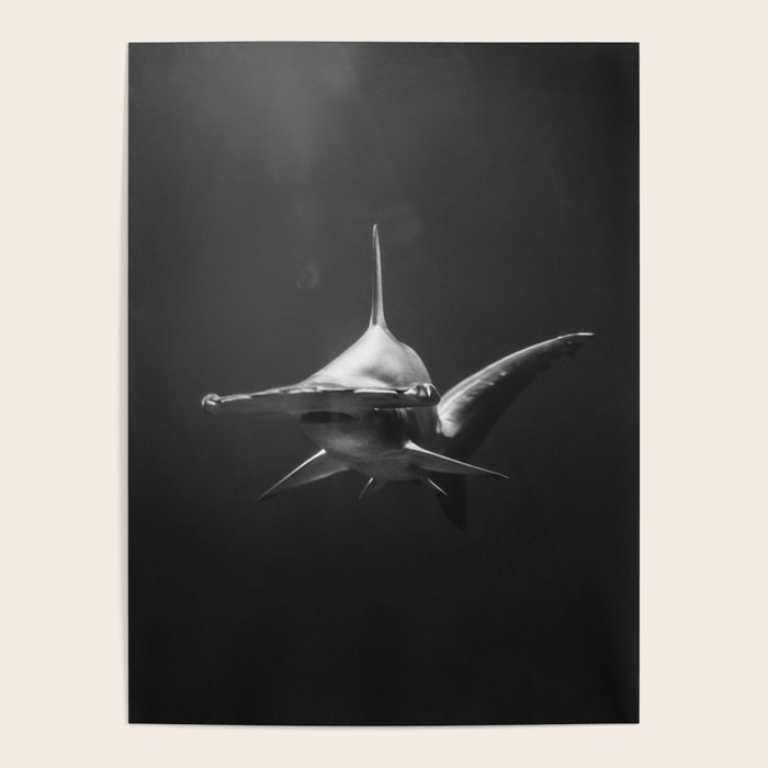 Hammerhead Shark (Black and White) Poster Gallery Image 1