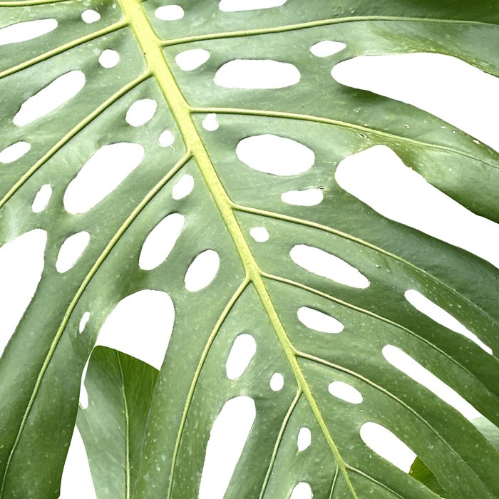 Vibrant tropical foliage on white Coffee Mug Gallery Image 2