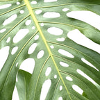 Vibrant tropical foliage on white Coffee Mug Gallery Image 2