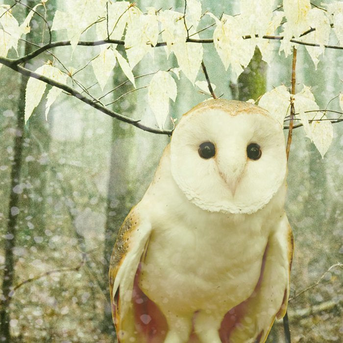 Winter Owl - whimsical snowy winter forest photo Coffee Mug Gallery Image 2
