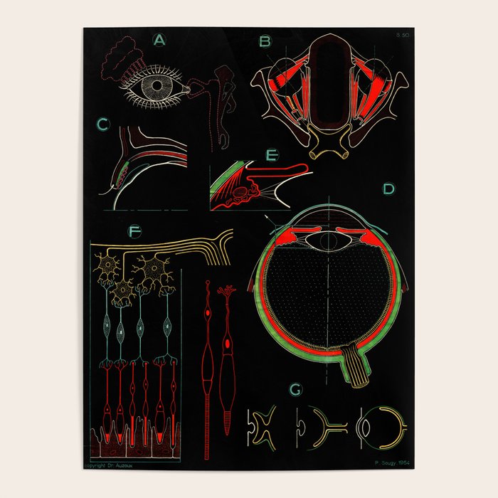 Paul Sougy: The Human Eye, 1954 (proceeds benefit The Nature Conservancy) Poster Gallery Image 4