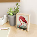 American Flamingo by John James Audubon, Vintage Illustration Mini Art Print Gallery Image 2