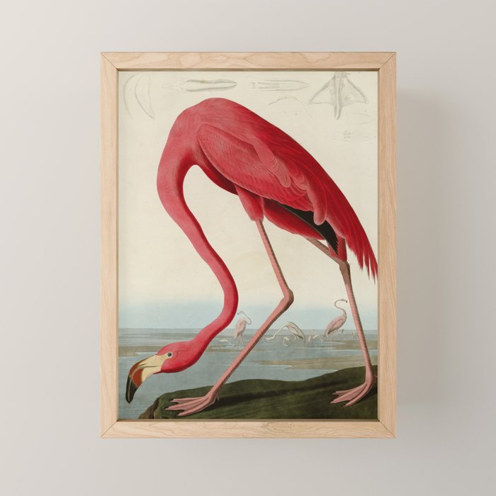 American Flamingo by John James Audubon, Vintage Illustration Mini Art Print Gallery Image 1