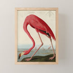 American Flamingo by John James Audubon, Vintage Illustration Mini Art Print Gallery Image 1