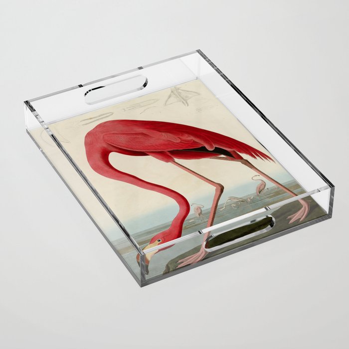 American Flamingo by John James Audubon, Vintage Illustration Acrylic Tray Gallery Image 1