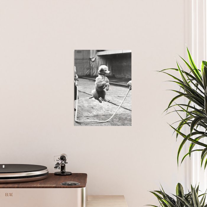 Poodle Jumping Rope, Black and White, Vintage Art Poster Gallery Image 2