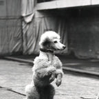 Poodle Jumping Rope, Black and White, Vintage Art Coffee Mug Gallery Image 2