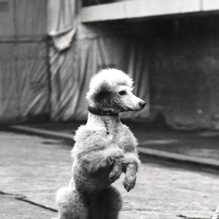 Poodle Jumping Rope, Black and White, Vintage Art Coffee Mug Gallery Image 2