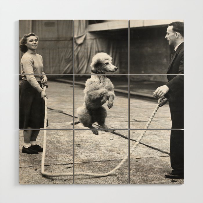 Poodle Jumping Rope, Black and White, Vintage Art Wood Wall Art Gallery Image 1