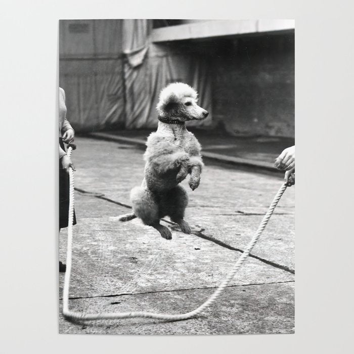 Poodle Jumping Rope, Black and White, Vintage Art Poster Gallery Image 4