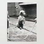 Poodle Jumping Rope, Black and White, Vintage Art Poster Gallery Image 4