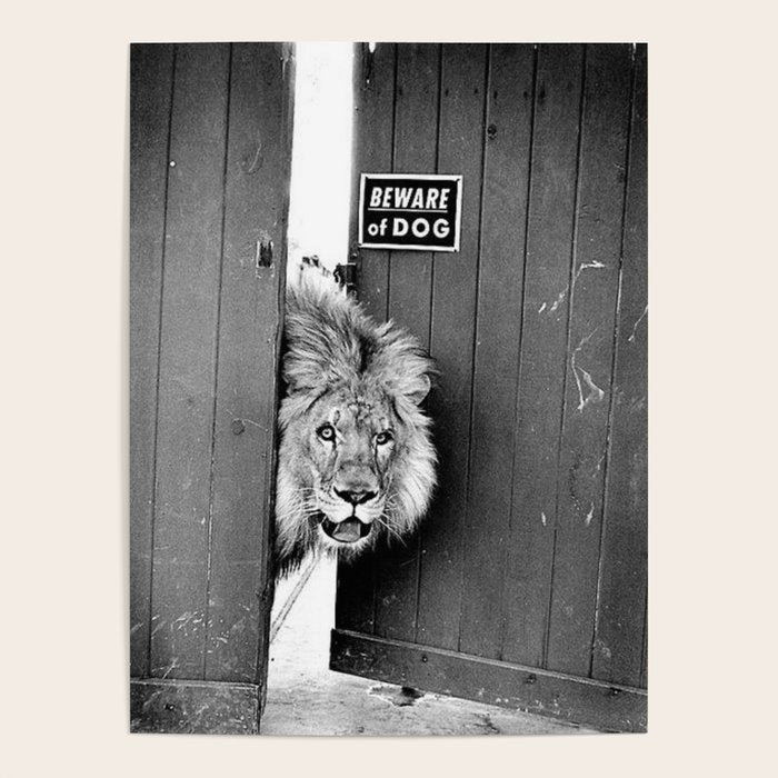 Beware of Dog black and white photograph of attack lion humorous black and white photography Poster Gallery Image 1