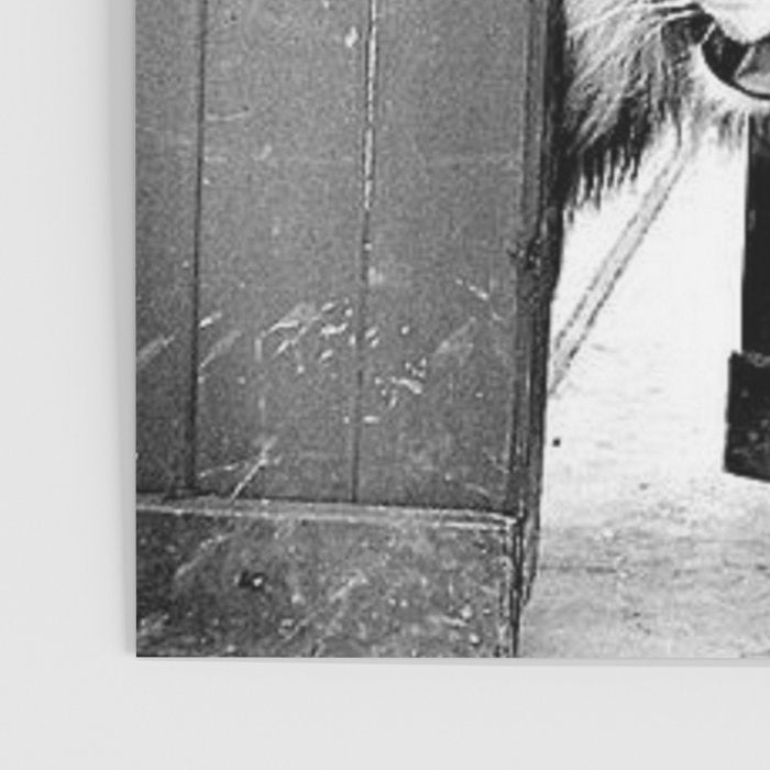 Beware of Dog black and white photograph of attack lion humorous black and white photography Poster Gallery Image 3