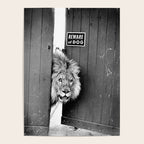 Beware of Dog black and white photograph of attack lion humorous black and white photography Poster Gallery Image 4
