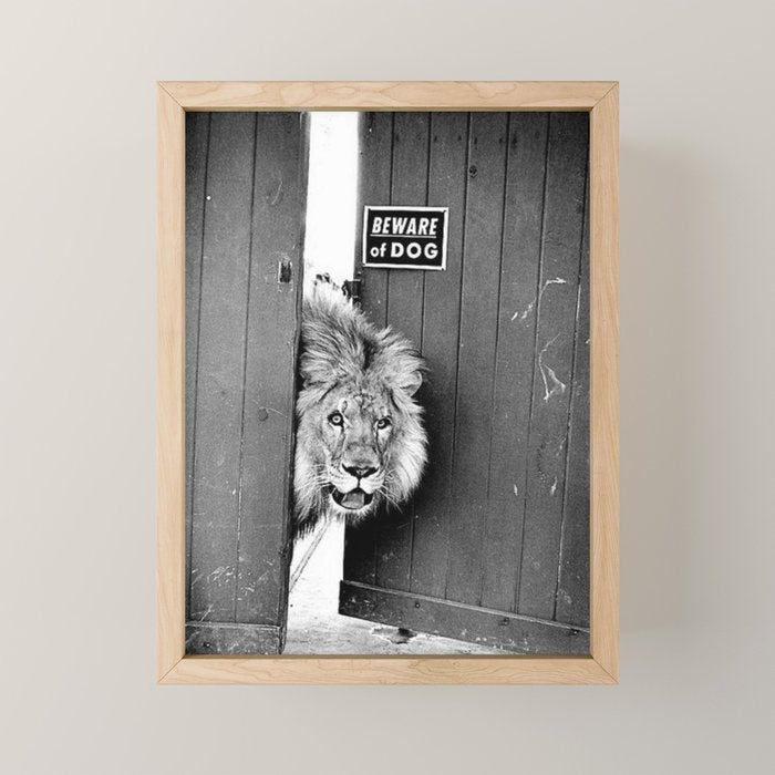 Beware of Dog black and white photograph of attack lion humorous black and white photography Mini Art Print Gallery Image 1