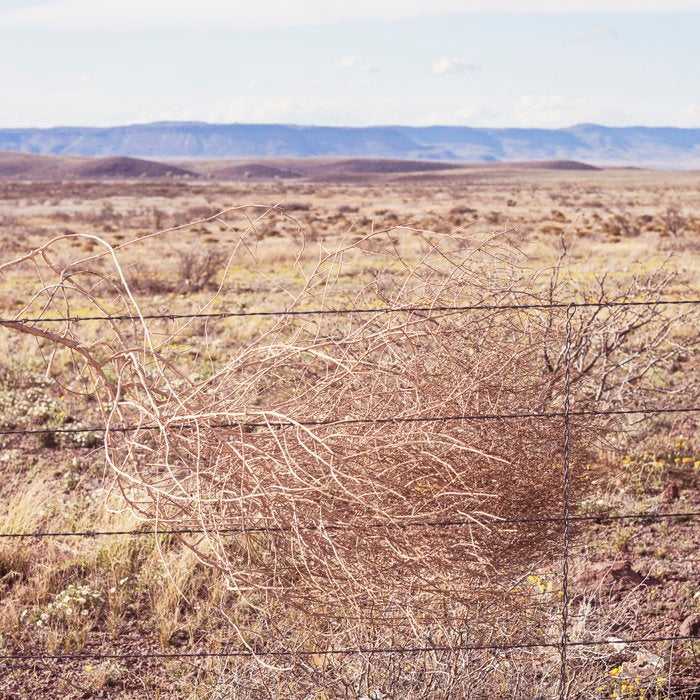 West Texas Tumbleweed x Alpine Texas Photography Coffee Mug Gallery Image 2