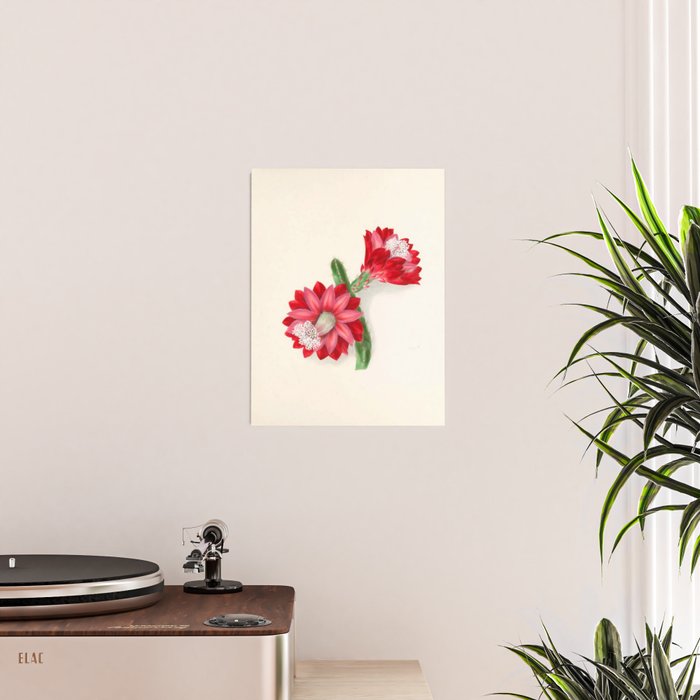 Cereus cactus by Clarissa Munger Badger, "Floral Belles," 1866 (benefitting The Nature Conservancy) Poster Gallery Image 2