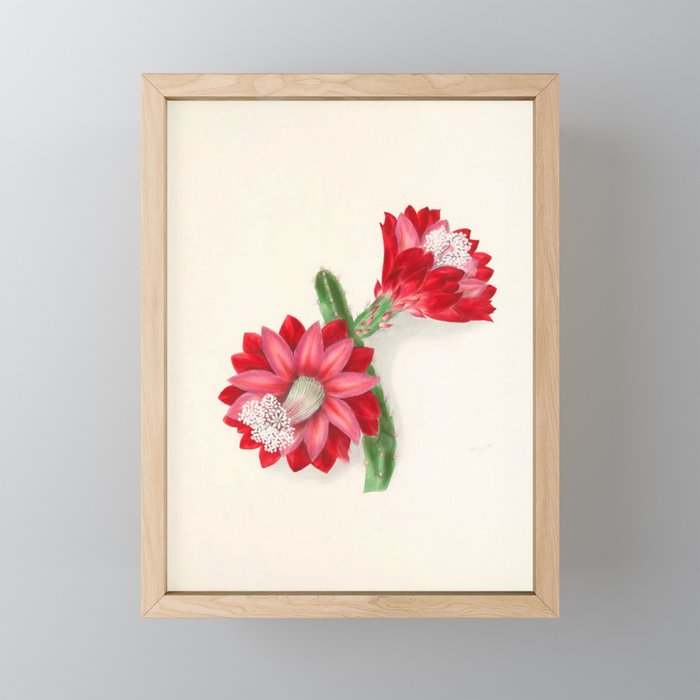 Cereus cactus by Clarissa Munger Badger, "Floral Belles," 1866 (benefitting The Nature Conservancy) Mini Art Print Gallery Image 1