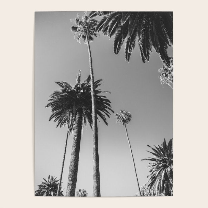 Palm Trees (Black and White) Poster Gallery Image 4