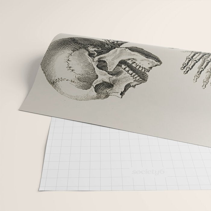 William Cheselden, Osteographia (The Anatomy of Bones), London, 1733 Praying Skeleton Wrapping Paper Gallery Image 2