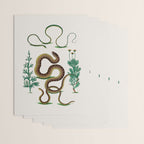 Albertus Seba Three Snakes Illustration Locupletissimi rerum naturalium thesauri accurata descriptio Wrapping Paper Gallery Image 3
