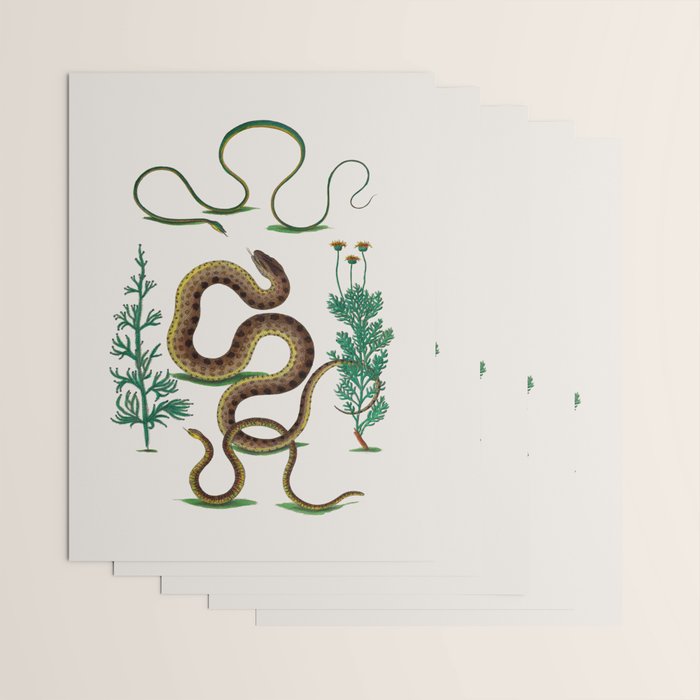 Albertus Seba Three Snakes Illustration Locupletissimi rerum naturalium thesauri accurata descriptio Wrapping Paper Gallery Image 3