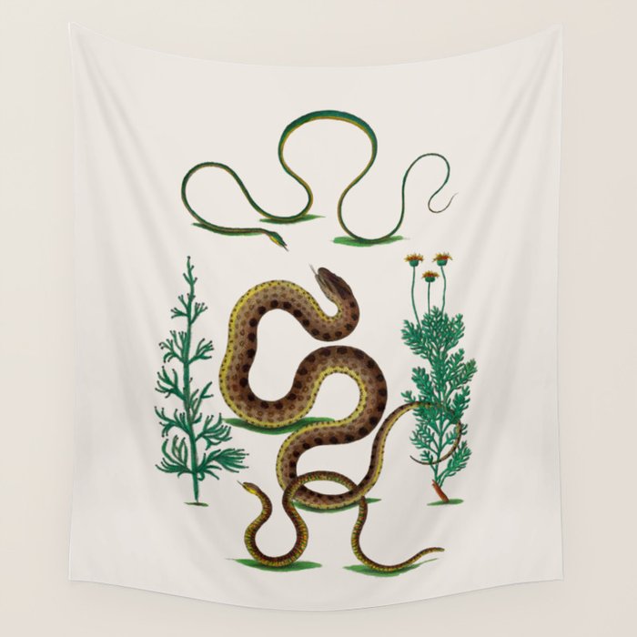 Albertus Seba Three Snakes Illustration Locupletissimi rerum naturalium thesauri accurata descriptio Wall Tapestry Gallery Image 4