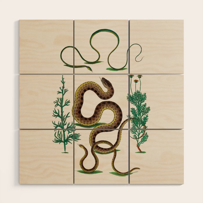 Albertus Seba Three Snakes Illustration Locupletissimi rerum naturalium thesauri accurata descriptio Wood Wall Art Gallery Image 1
