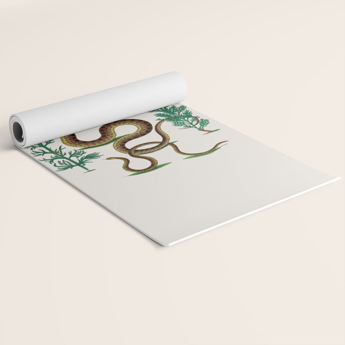 Albertus Seba Three Snakes Illustration Locupletissimi rerum naturalium thesauri accurata descriptio Yoga Mat Gallery Image 2