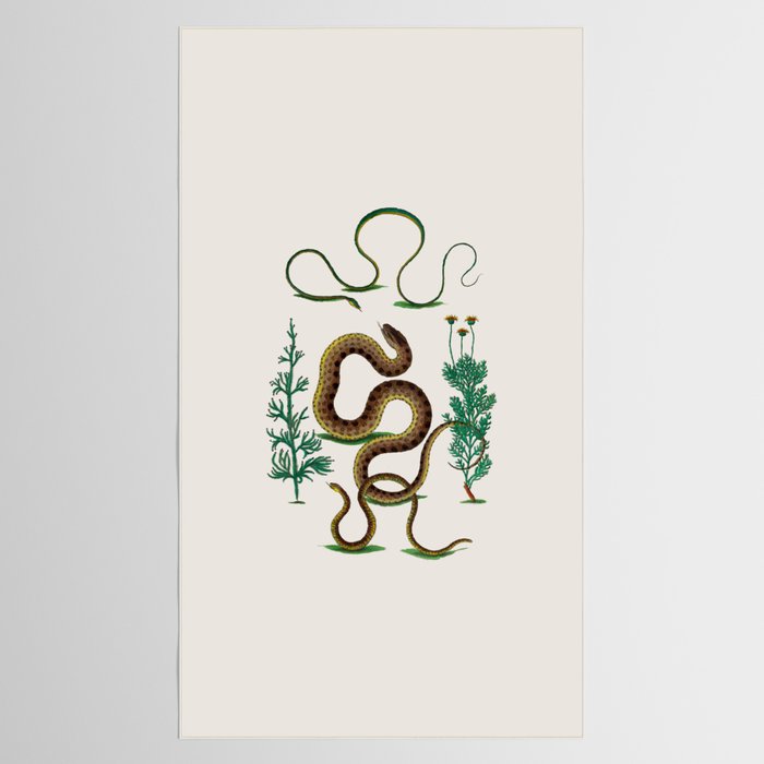 Albertus Seba Three Snakes Illustration Locupletissimi rerum naturalium thesauri accurata descriptio Tablecloth Gallery Image 2